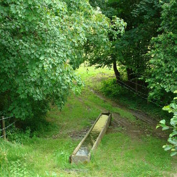 Tränketrog im Wald