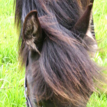 Bild: Service in  Hohnstorf (Elbe)