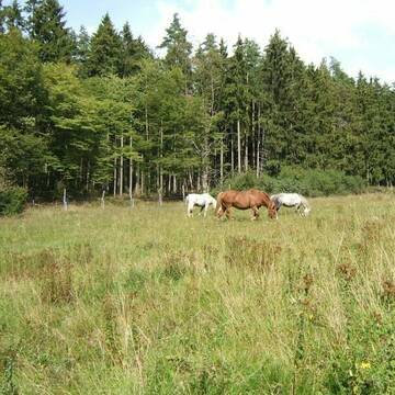 Bild: Stall in  Schlangenbad