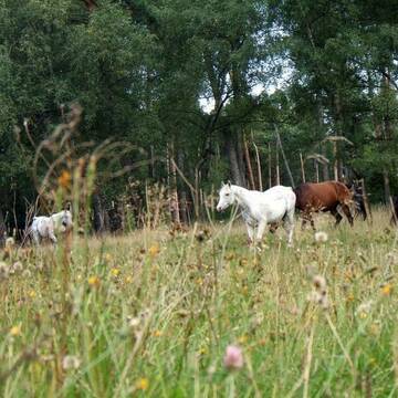 Bild: Stall in  Schlangenbad