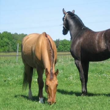 Bild: Stall in  Garbsen