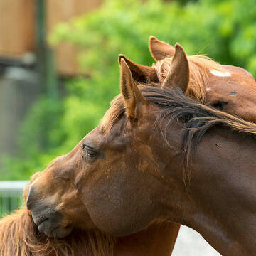 Bild: Stall in  Windorf