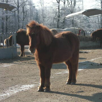 Bild: Stall in  Cleeberg