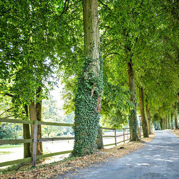 Zufahrt mit Lindenallee