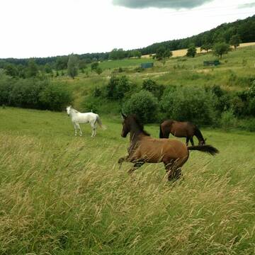 Stolzenbergfohlen mit Heraldik Stute + Holsteiner