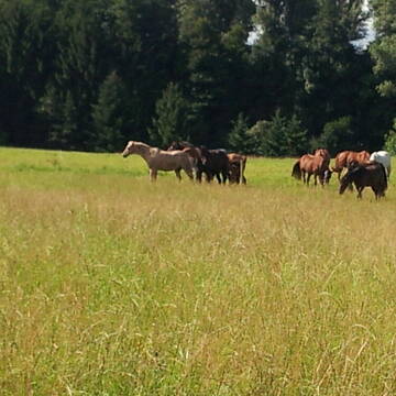 Bild: Stall in Iserlohn