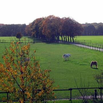 Blick auf eine der Weiden