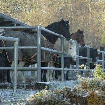 Bild: Stall in  Sonnenberg
