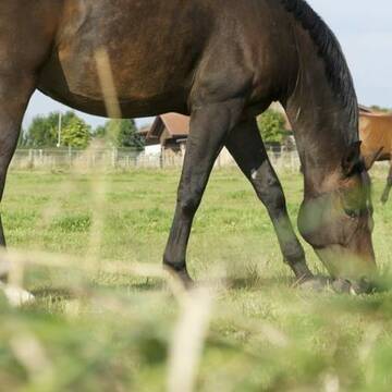 Bild: Stall in  Anzing