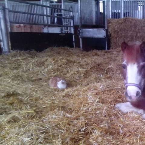 Bild: Stall in  Türkenfeld