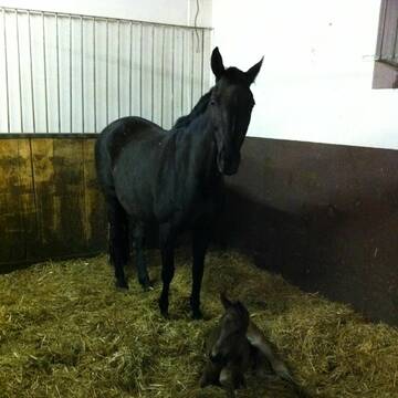 Bild: Stall in  Münchingen