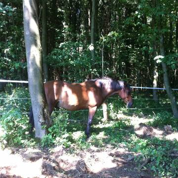 Bild: Stall in  Westerburg