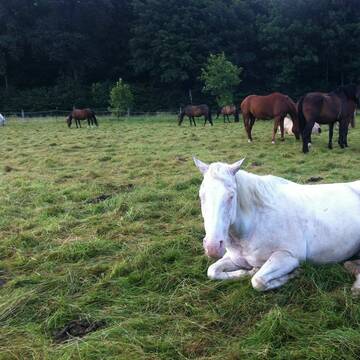 Bild: Stall in  Westerburg