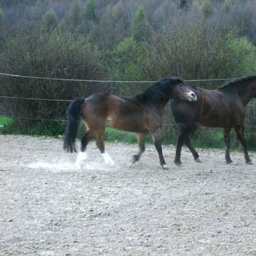 da ist gut Pferd sein