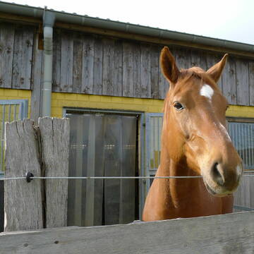Bild: Stall in  Wermelskirchen