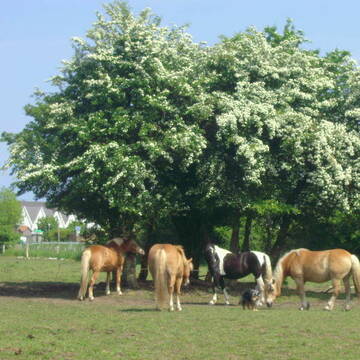 Bild: Stall in  Schönberger Strand