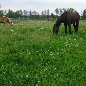 Bild: Stall in  Neunhof