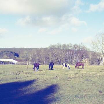 Bild: Reitbeteiligung in  Luckenbach