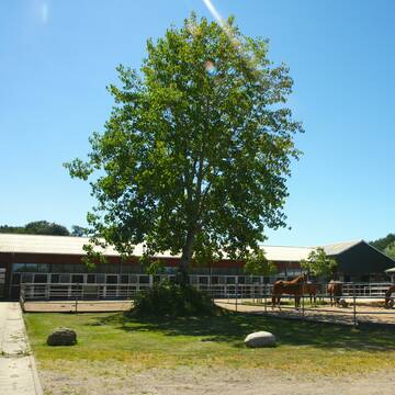 Großes Sand-Paddock
