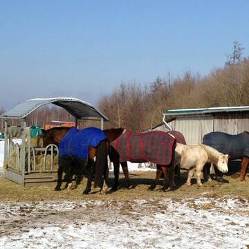 Bild: Weide in  Schäpe