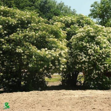 Bild: Stall in  Worfelden