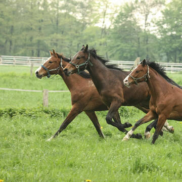 Bild: Stall in  Stuckenbusch