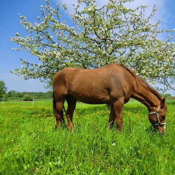Im Frühjahr auf der Weide