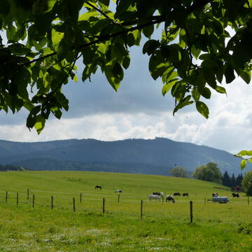 Unsere weitläufigen Koppeln