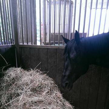 Gute Heuqualität und vernünftige Portionen