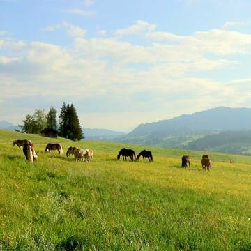 Bild: Stall in  Weißen