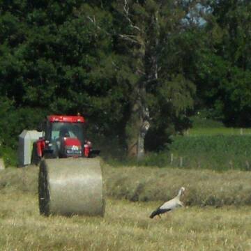Nahrhaftes Heu ernten wir von ca. 15 ha Weiden