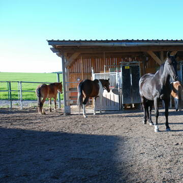 Bild: Stall in  Billingshausen