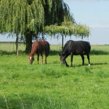 Bild: Stall in  Karben