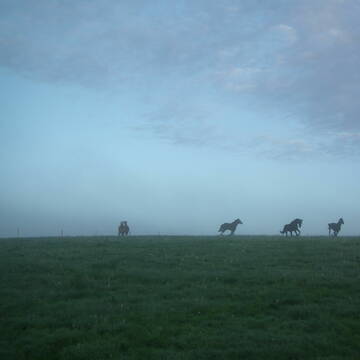 Zugang zur Koppel auf Wunsch rund um die Uhr