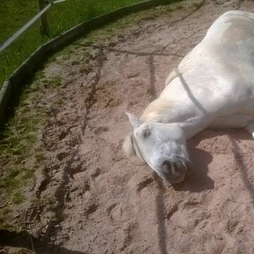 Sandeck auf dem Paddock