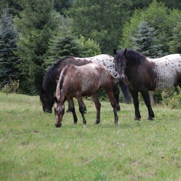 Koppel, soviel das Pferdeherz begehrt!