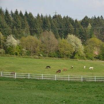 Peterhof: Grossen Weiden am Offenstall