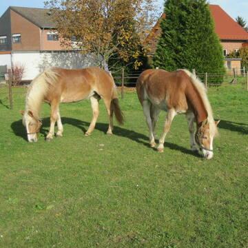 Bild: Reitbeteiligung in  Düren