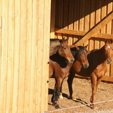 Bild: Stall in  Möckmühl