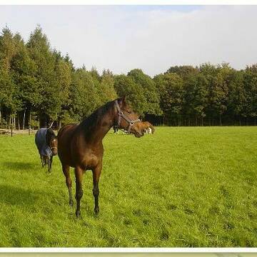 Bild: Stall in  Steinhagen