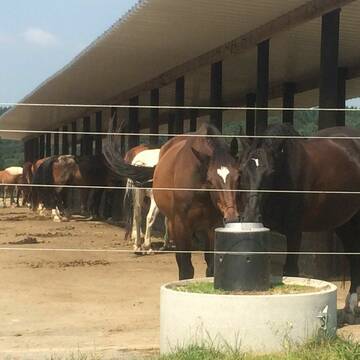 Bild: Stall in  Overath