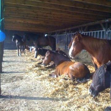Bild: Stall in  Overath