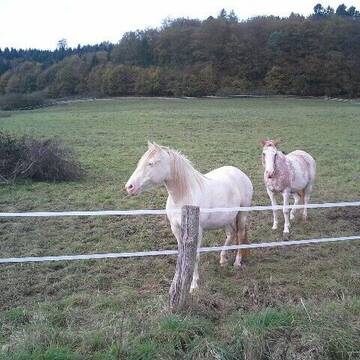 Bild: Weide in  Gemünden (Felda)