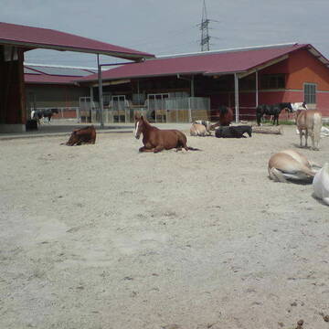 Bild: Stall in  Sevinghausen