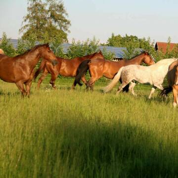 Bild: Stall in  Hattenhofen