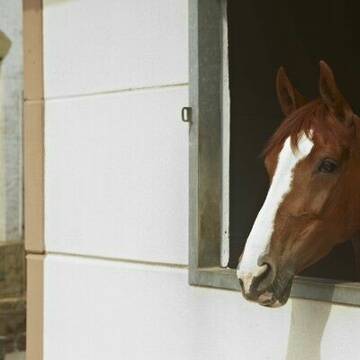 Bild: Stall in  Gerthe