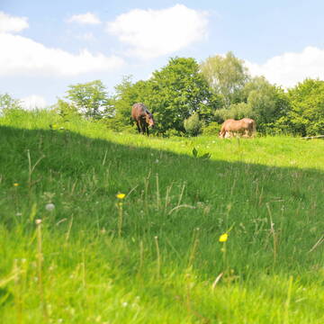 Bild: Stall in  Overath
