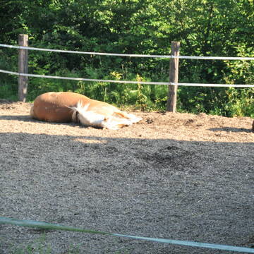 Bild: Stall in  Overath