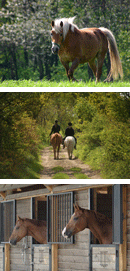 STALL-FREI.de - Pferde